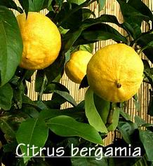 Bergamot Fruit