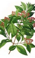 Amyris essential oil