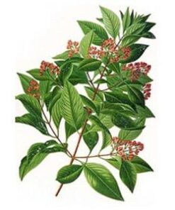Amyris essential oil