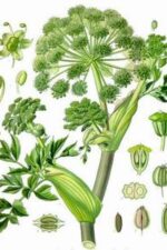 Angelica Root Essential Oil