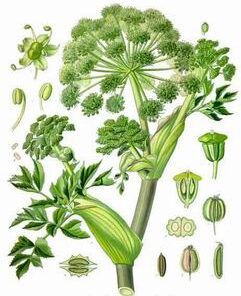 Angelica Root Essential Oil