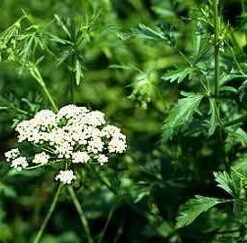Aniseed (Pimpinella anisum)