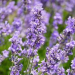 lavender essential oil