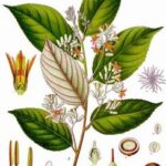 benzoin styrax