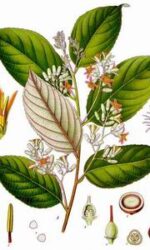 benzoin styrax