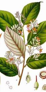 benzoin styrax