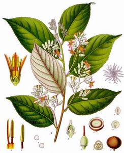 benzoin styrax