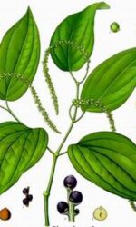 Black Pepper (piper nigrum)