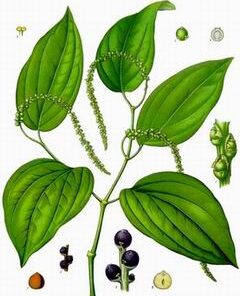 Black Pepper (piper nigrum)