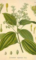 Cinnamon Leaf (Cinnamomum zeylancium)