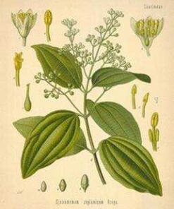 Cinnamon Leaf (Cinnamomum zeylancium)