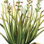 Citronella (Cymbopogon nardus)