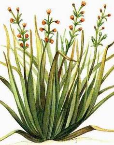 Citronella (Cymbopogon nardus)