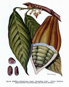 cocoa-butter