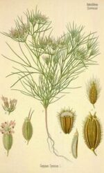 Cumin (Cuminum cyminum)