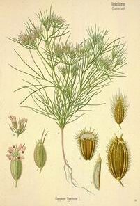 Cumin (Cuminum cyminum)
