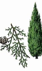 Cypress (Cupressus sempervirens)