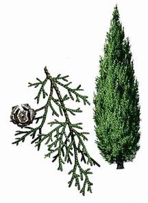 Cypress (Cupressus sempervirens)