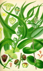 Elemi (Canarium commune)
