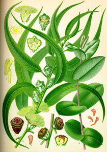 Elemi (Canarium commune)