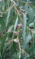 Eucalyptus Citriodora (Eucalyptus citriodora)