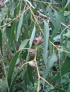Eucalyptus Citriodora (Eucalyptus citriodora)