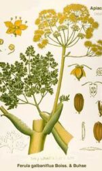 Galbanum (Ferula galbaniflua)