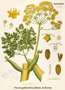 Galbanum (Ferula galbaniflua)
