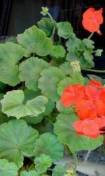 Geranium (Pelargonium graveolens)