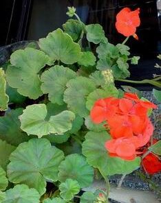 Geranium (Pelargonium graveolens)