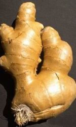 Ginger (Zingiber officinale)