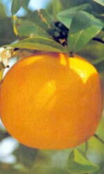 grapefruit-essential-oil