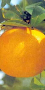 grapefruit-essential-oil