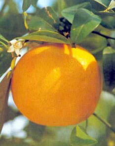 grapefruit-essential-oil