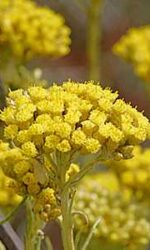 Helichrysum Italicum