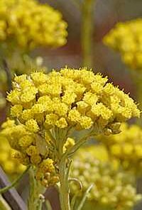 Helichrysum Italicum