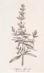 Hyssop 50ml