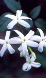 Jasmine Absolute (Jasminum officinale)