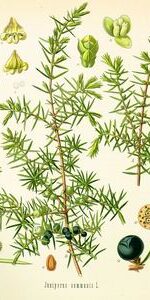 Juniper berry