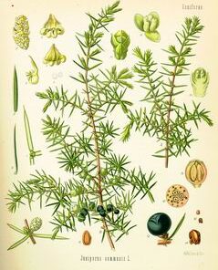 Juniper berry