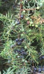 Juniper Needle