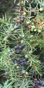 Juniper Needle