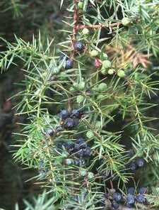 Juniper Needle