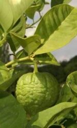 Lime (Citrus aurantifolia)