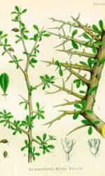 Myrrh (Commiphora myrrha)