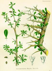 Myrrh (Commiphora myrrha)