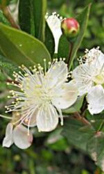 Myrtle (Myrtus communis)