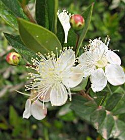 Myrtle (Myrtus communis)