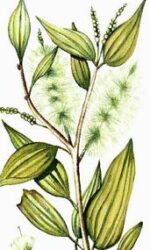 Niaouli (Melaleuca viridiflora)