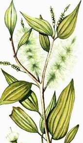 Niaouli (Melaleuca viridiflora)